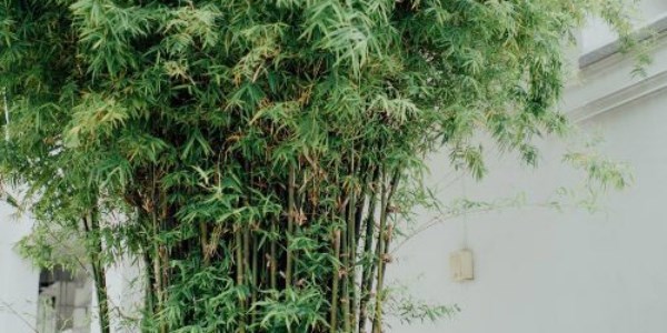 Phyllostachys (Spreading)