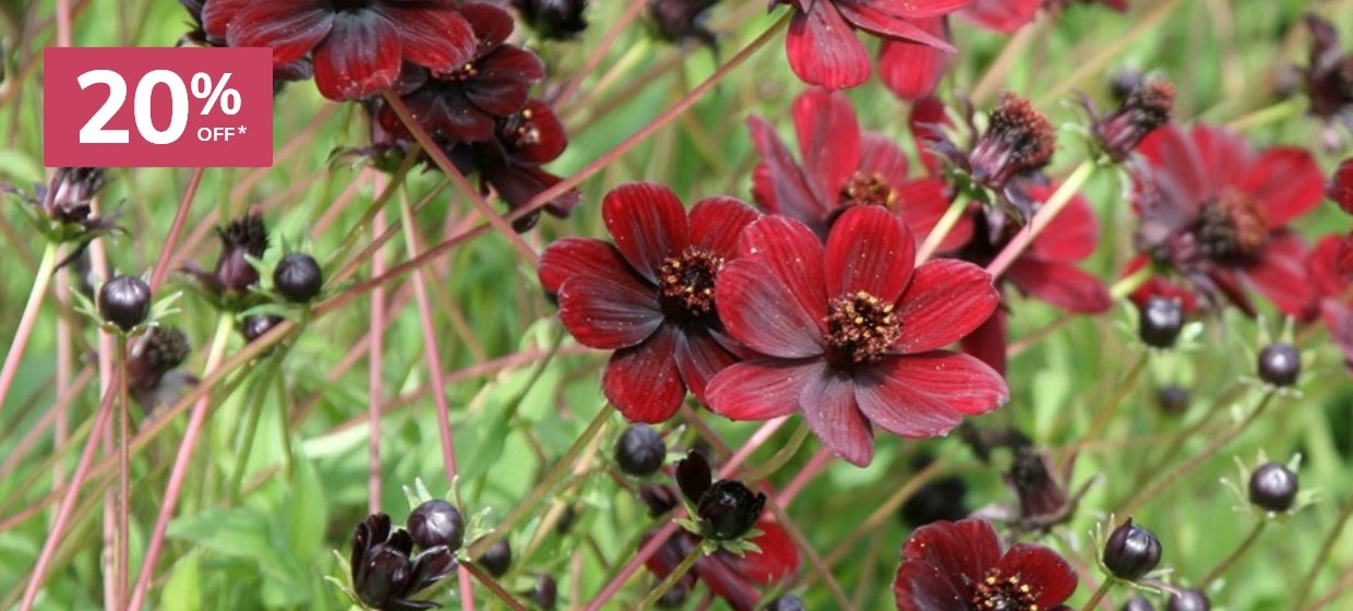 Late Summer Colour: 20% off