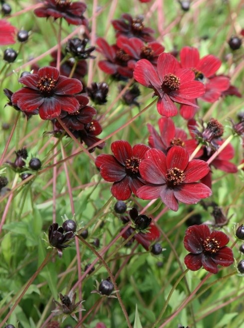 Shop late summer colour