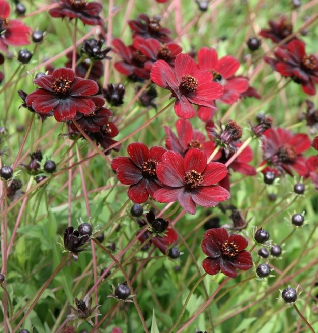 Shop late summer colour