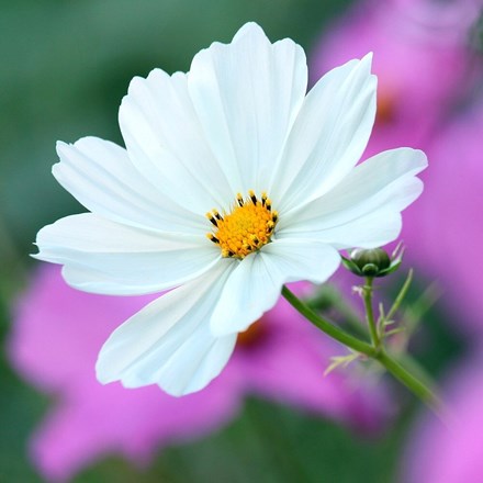 Cosmos Purity