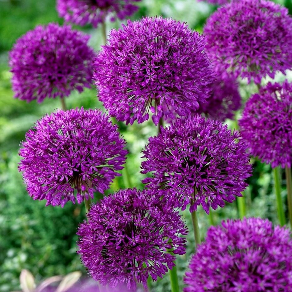 Allium bulbs: 20% off