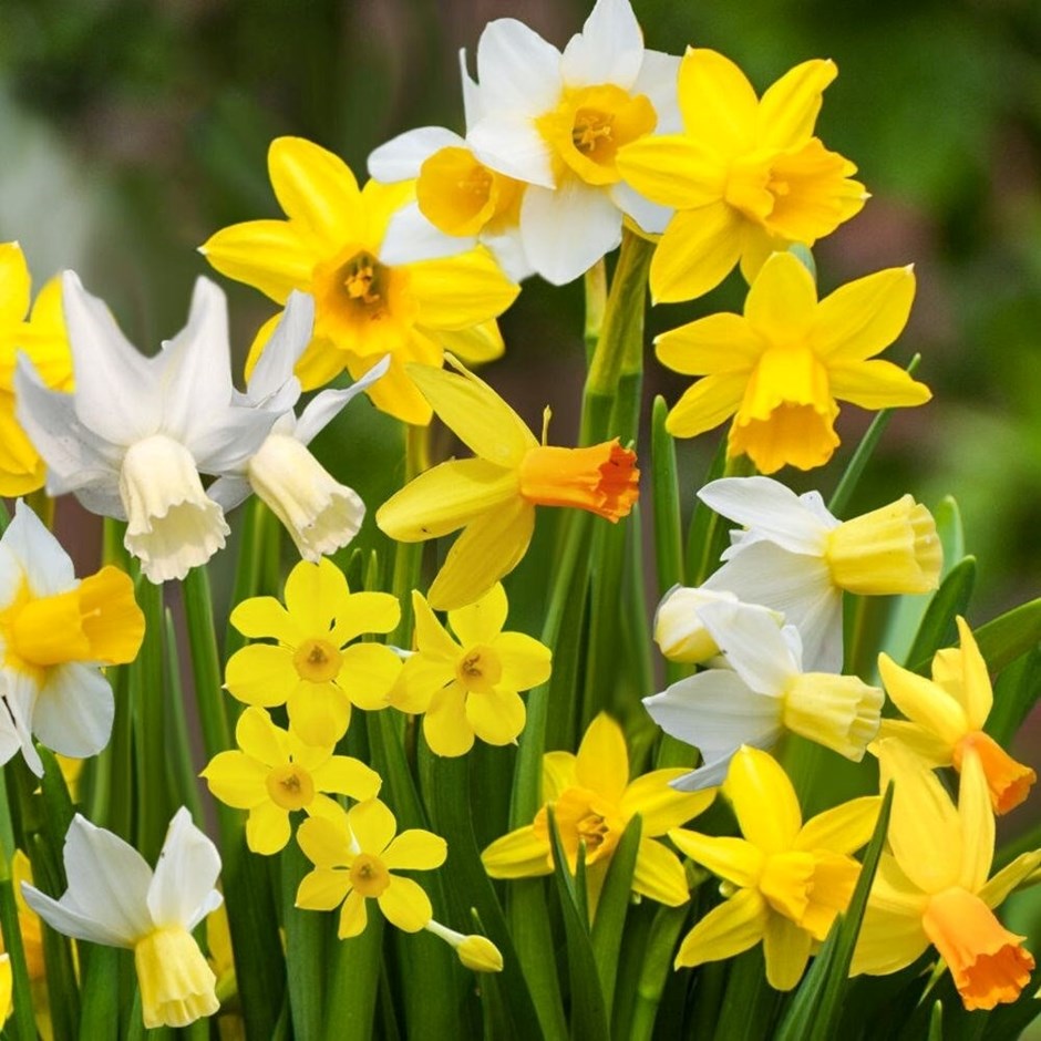 Daffodil bulbs