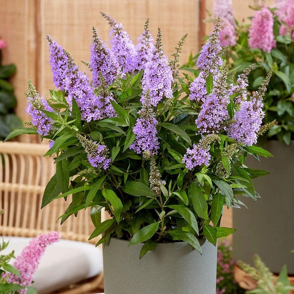 Buddleja Plants