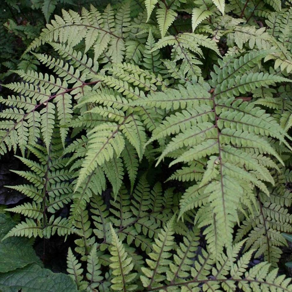 Ferns