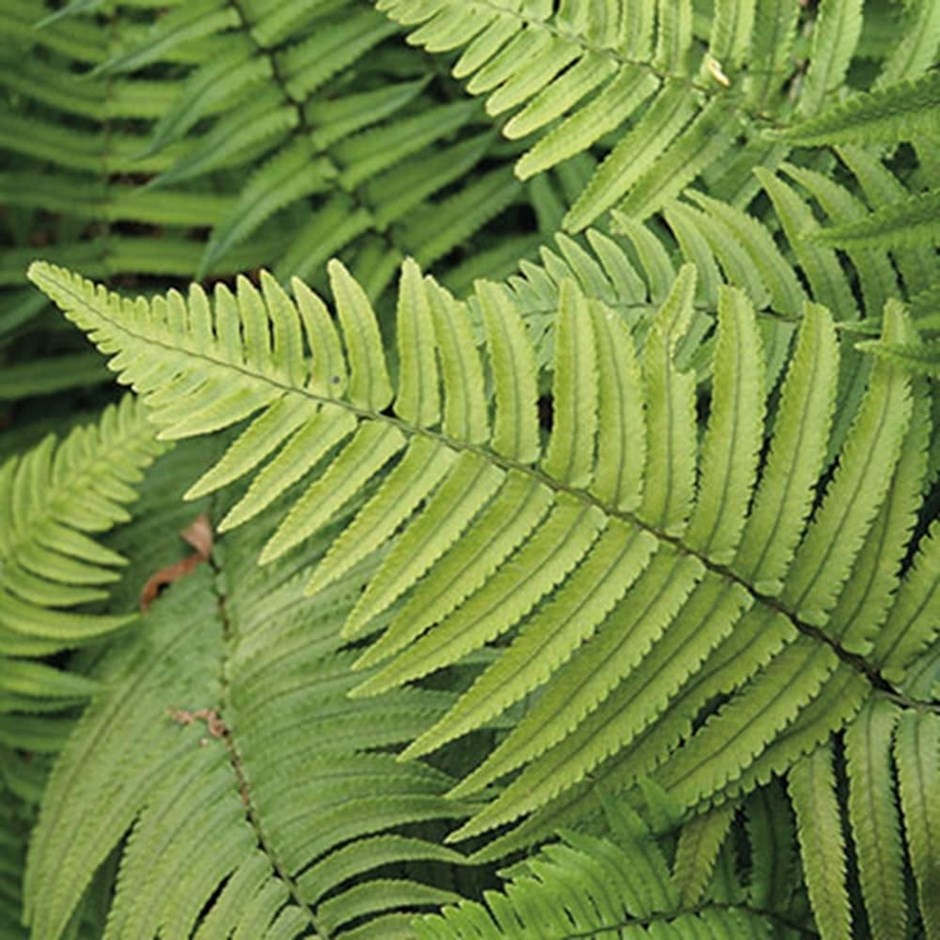 Ferns