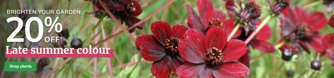 Late Summer Colour: 20% Off