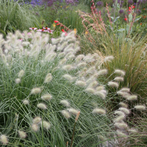 Ornamental Grasses